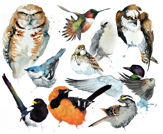 Audubon study ms.png