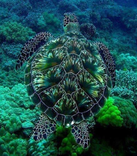 Blue green turtle - blue green world.jpg