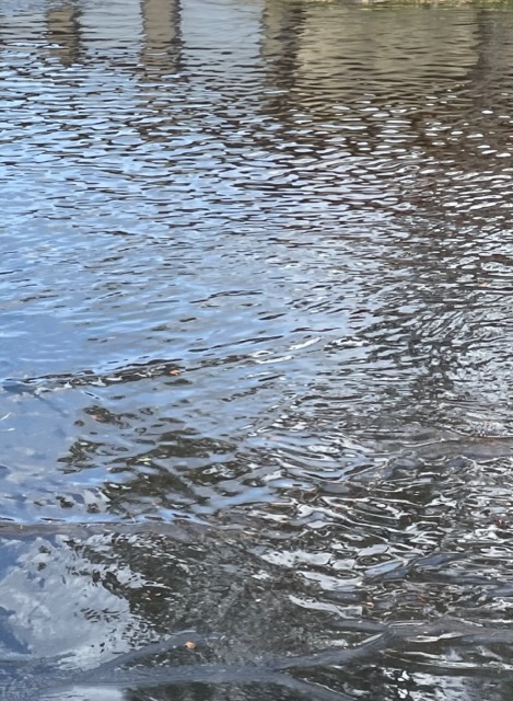 Floodwaters from Hurricane Helene in Feather Sound, Florida.jpeg