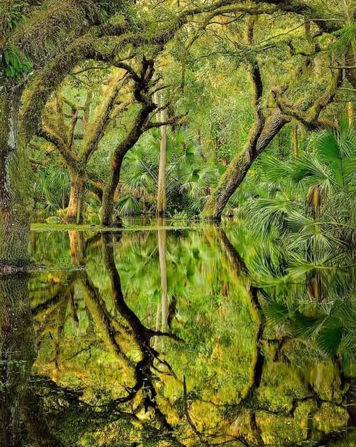 From the Florida Wildlife Corridor.jpg