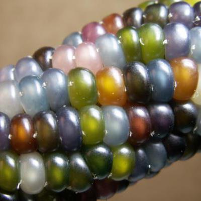 Glass Gem Corn.jpg