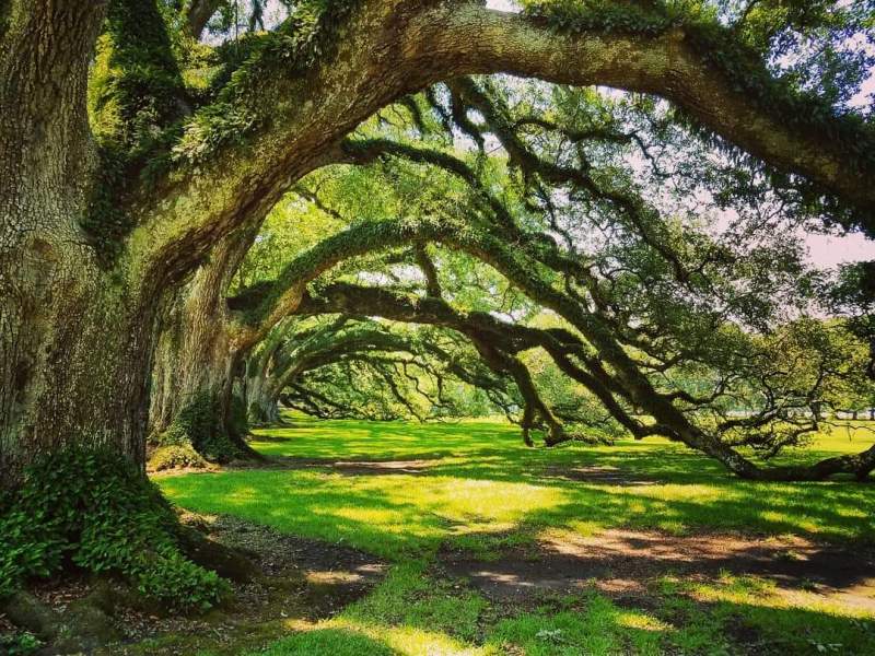 Green Highlights.jpg