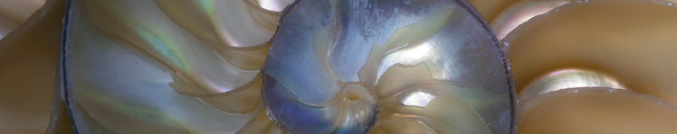 In the smallest creatures god.png