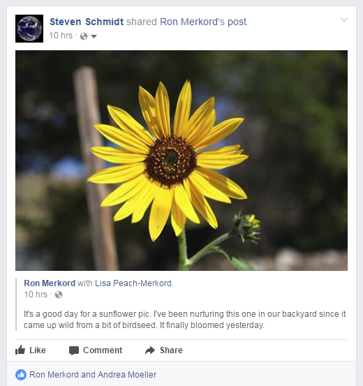 It's a good day for a sunflower pic.png