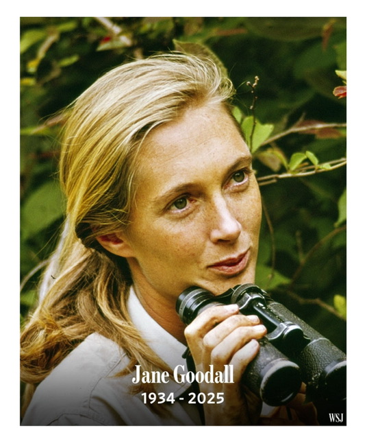 Jane Goodall 1934-2025.jpeg