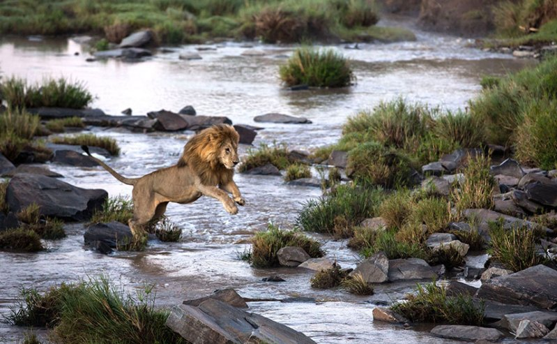 Lion leaping, Sheldrick Trust. Photo Charlotte Rhodes Rex.png