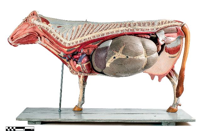 Modelo didatico bovino correto.jpg