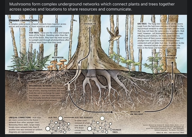 Mushroom life in the forest.png
