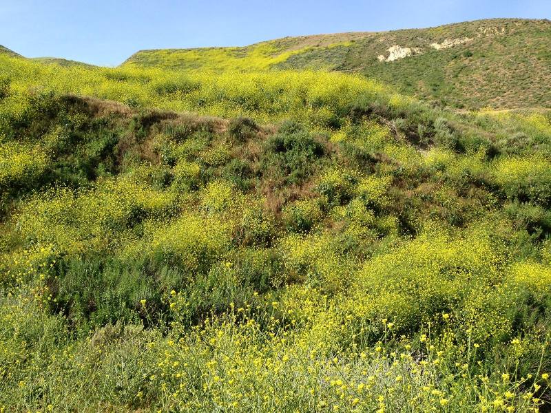 File:Mustard Greens-RM-Carrizo-April 2017.jpg