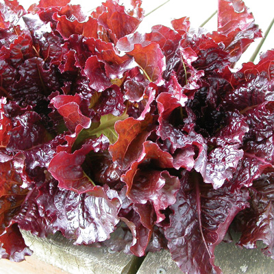 Outredgeous Lettuce in space.jpg