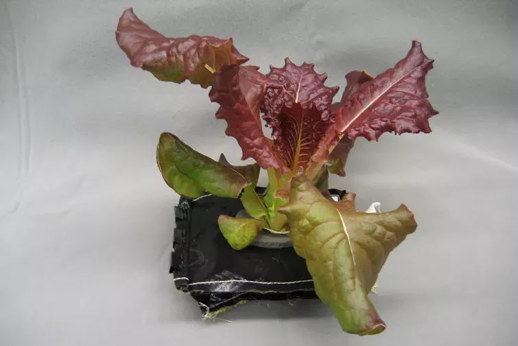 File:Outredgeous Lettuce in space - VEGGIE.jpg