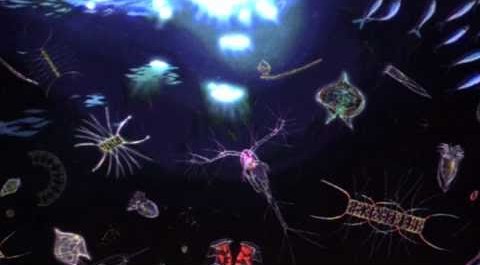 Phyto glowing beauty of the oceans.jpg