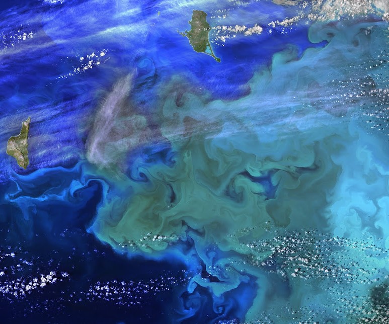 Plankton Phytoplankton--'Climate Dance'.jpg