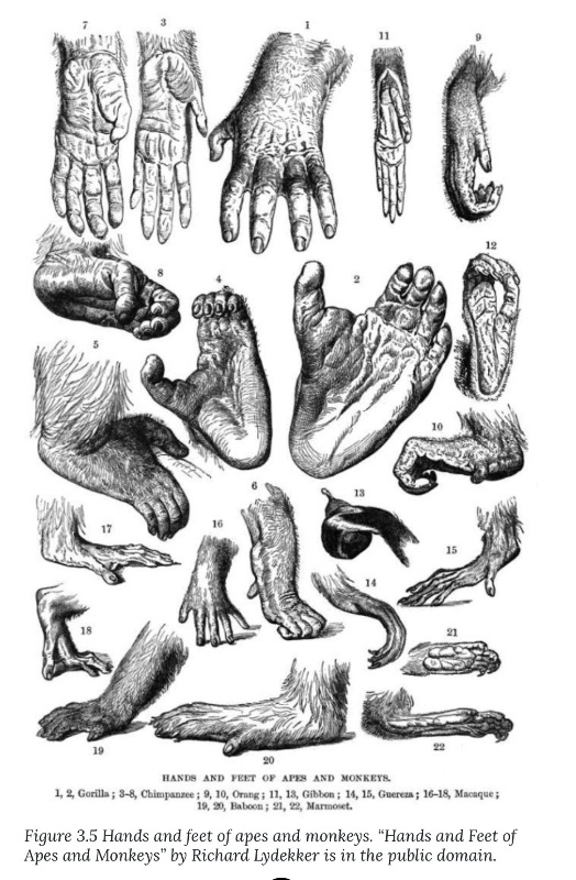 Primate Evolution - History of Our Tribe Hominini.png