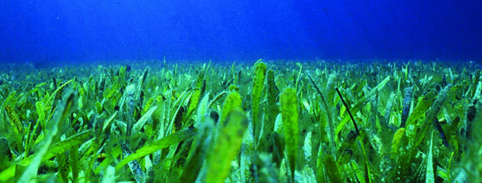 Seagrass florida keys-noaa.jpg