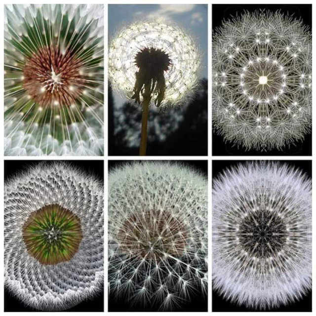 Spring dandelions on the wind.png