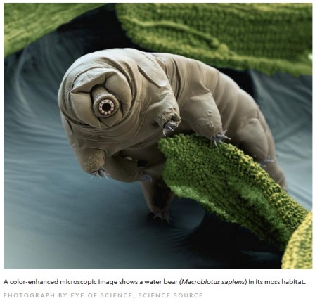 Tardigrade.jpg