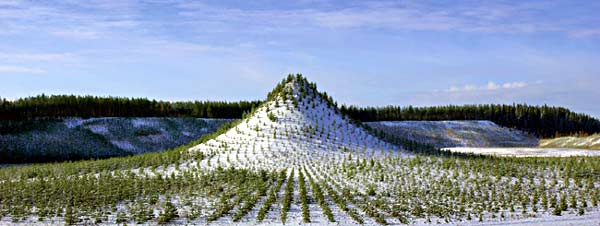 File:Tree Mountain.jpg