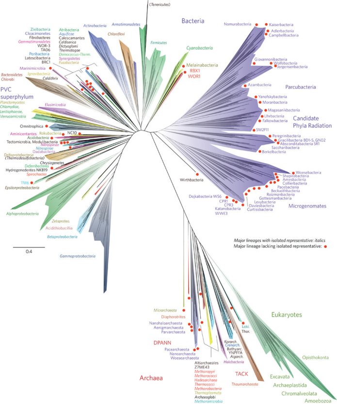 Tree of Life nmicrobiol201648-f1 via Nature.jpg
