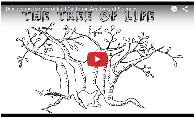 Tree of Life video.png