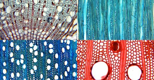 Trees microscopy.jpg