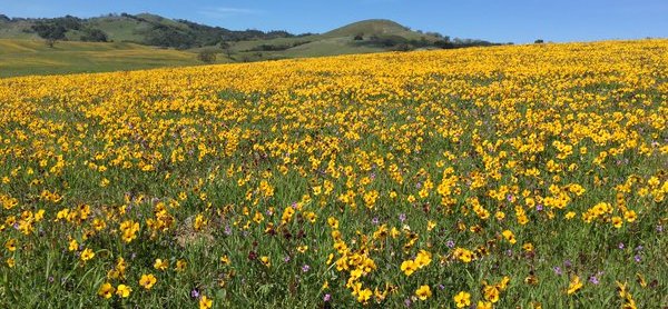 Wildflowers EarthArt.jpg