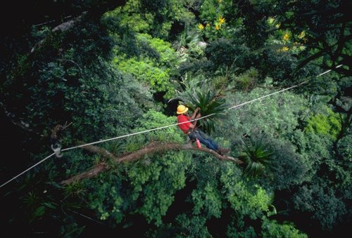 Zip in the Jungle Canopy.jpg