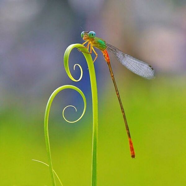 File:Dragon the fly.JPG