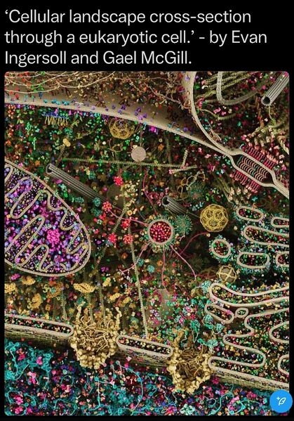 File:Eukaryotic Cell SCU.jpg