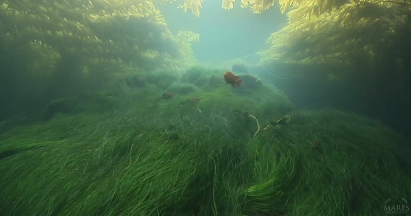 File:Mares Kelp.png